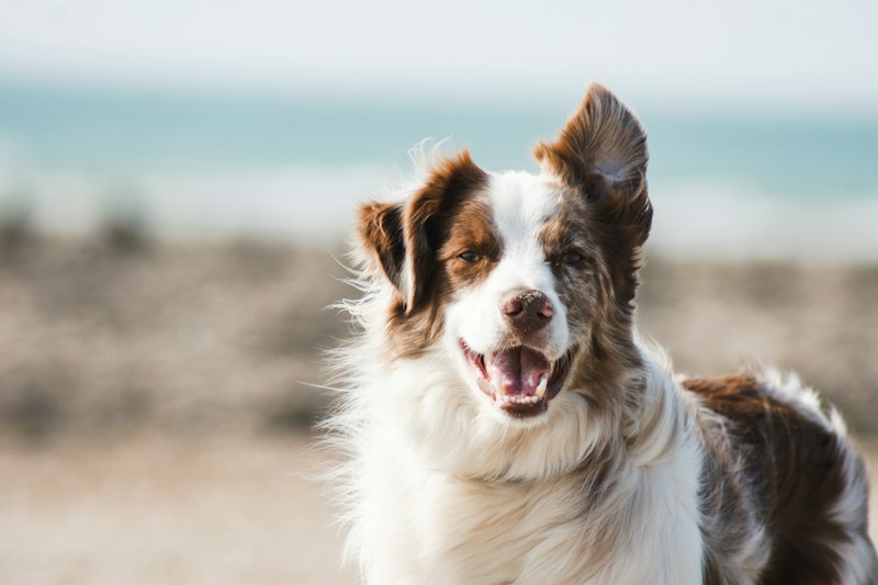 Dog wearing a saddlebag backpack on a hiking trail
