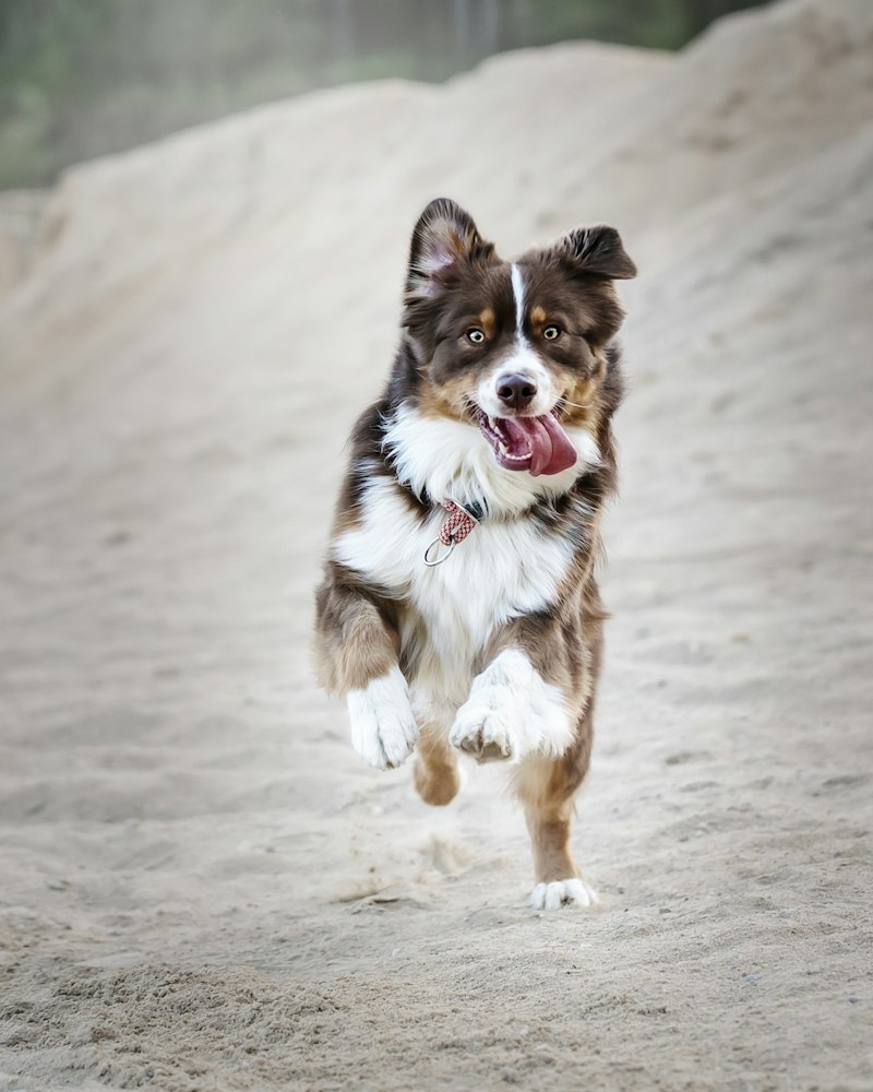 Dog wearing a jacket on a snowy mountain trail
